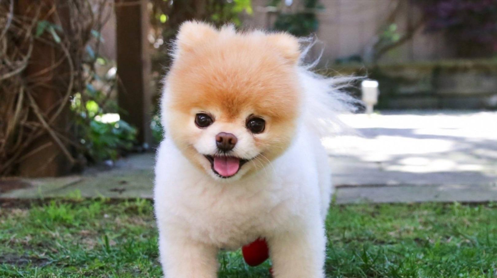 pomeranian boo bear face