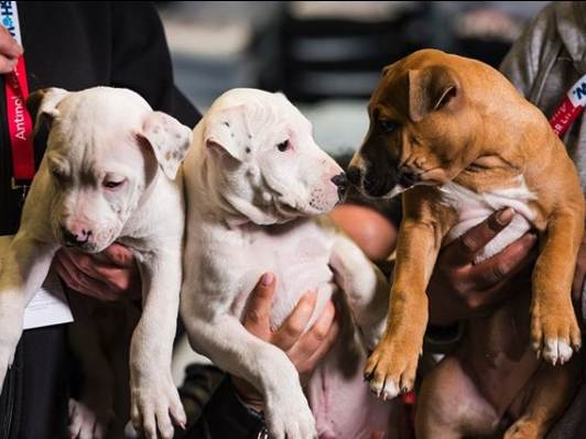 fawns small dog adoption