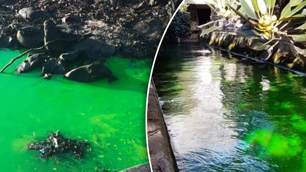 "It Needs To Be Checked": Mysterious Fluorescent Green ...